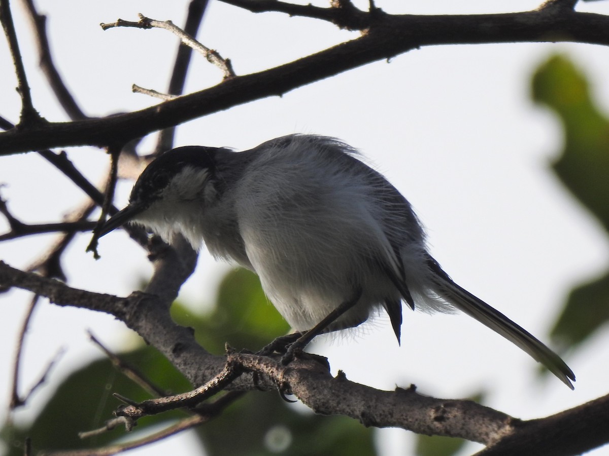 White-lored Gnatcatcher - ML118609041