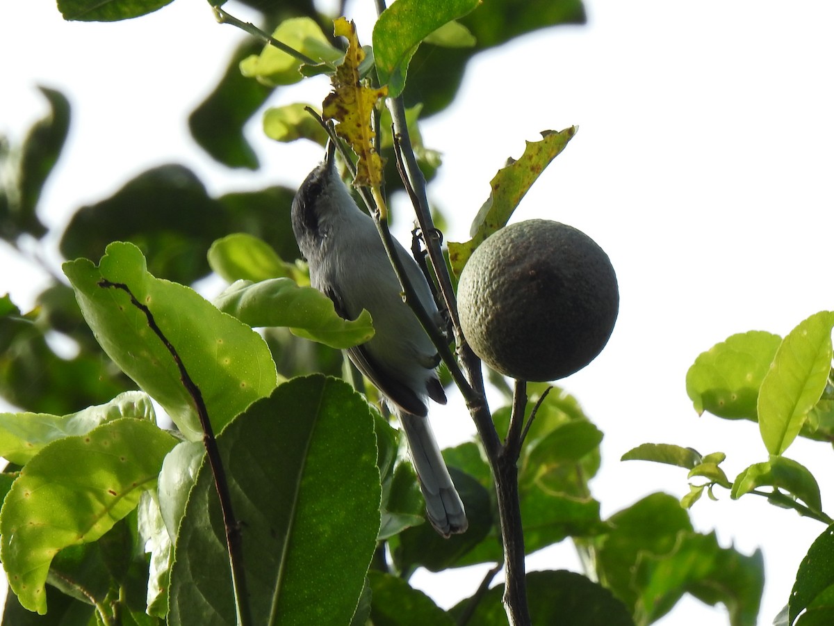 White-lored Gnatcatcher - ML118609051