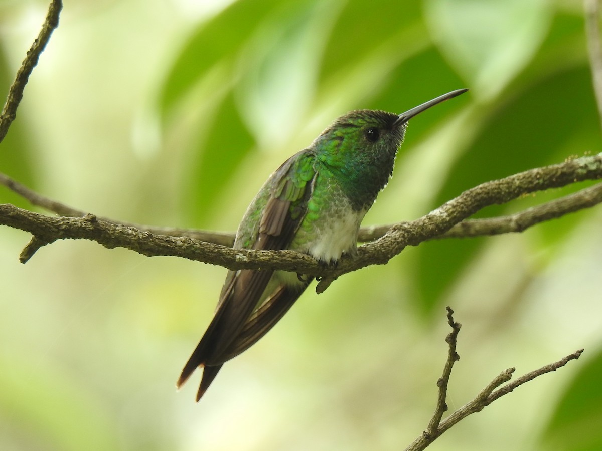 kolibřík mangrovový - ML118609221