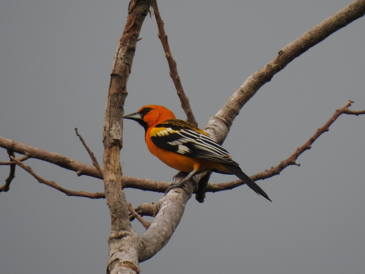 Oriole à dos rayé - ML118609311