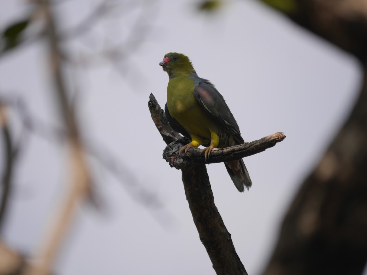Африканский зелёный голубь - ML118609351