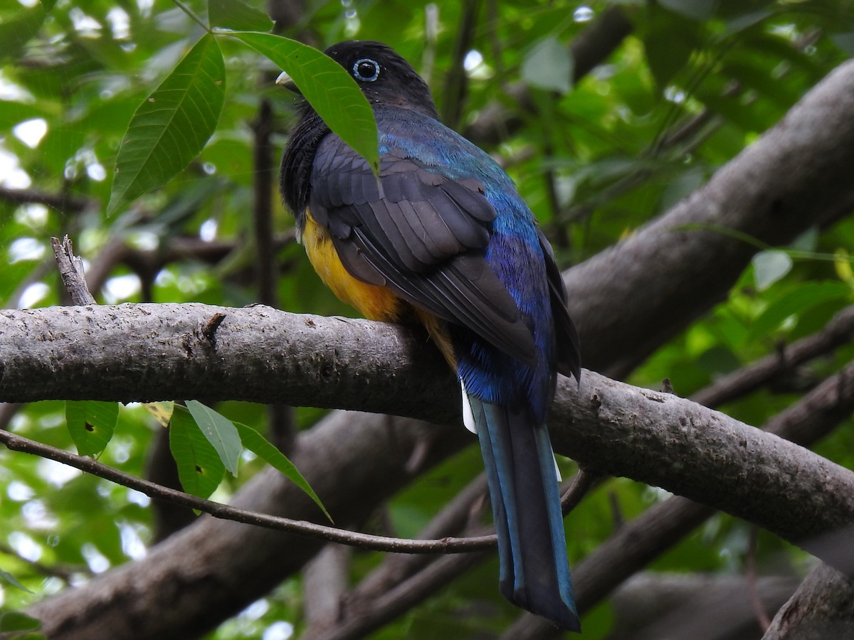 trogon černohlavý - ML118609581