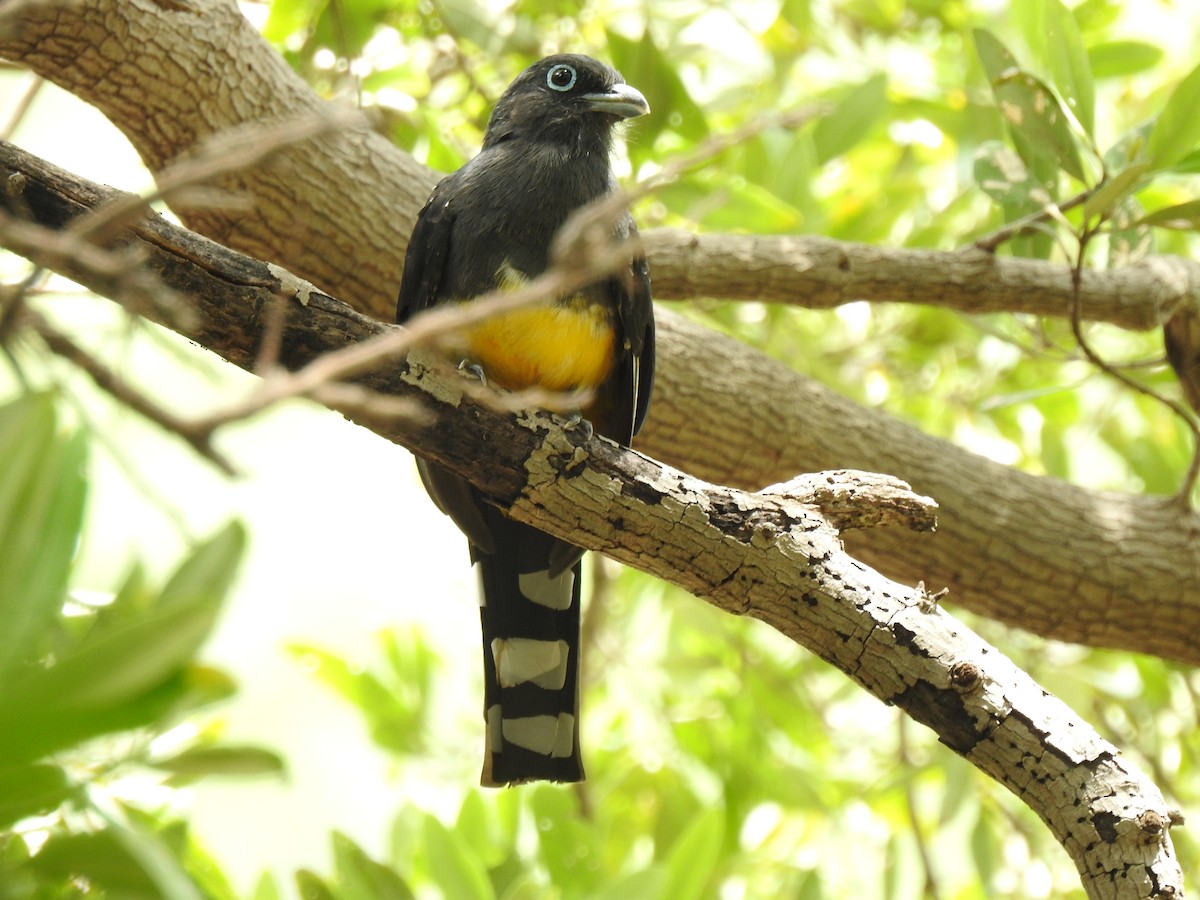 trogon černohlavý - ML118609661