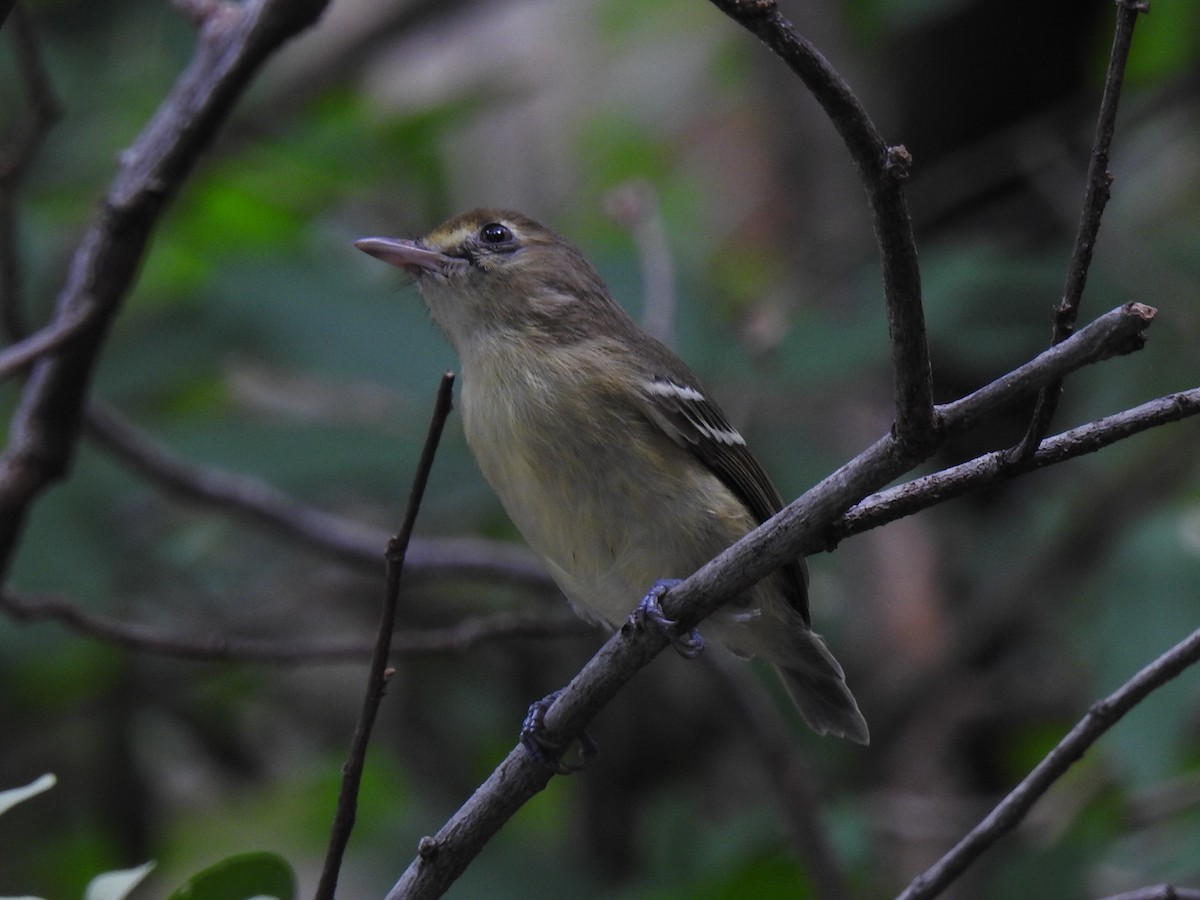 Mangrove Vireo - ML118609701