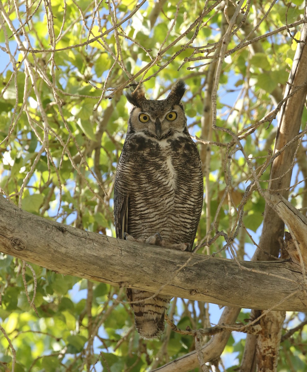 Great Horned Owl - Patrick Gaffey