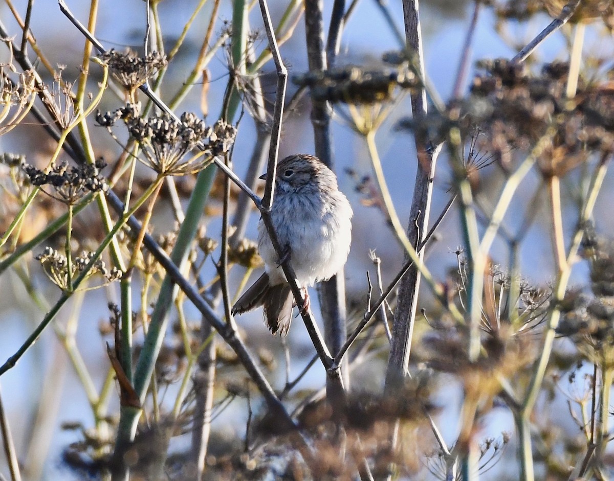 tanımsız Spizella sp. - ML118611671