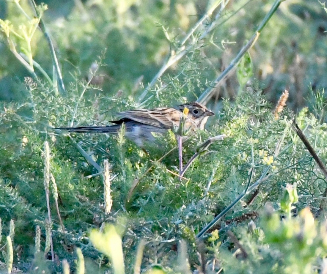 tanımsız Spizella sp. - ML118611721