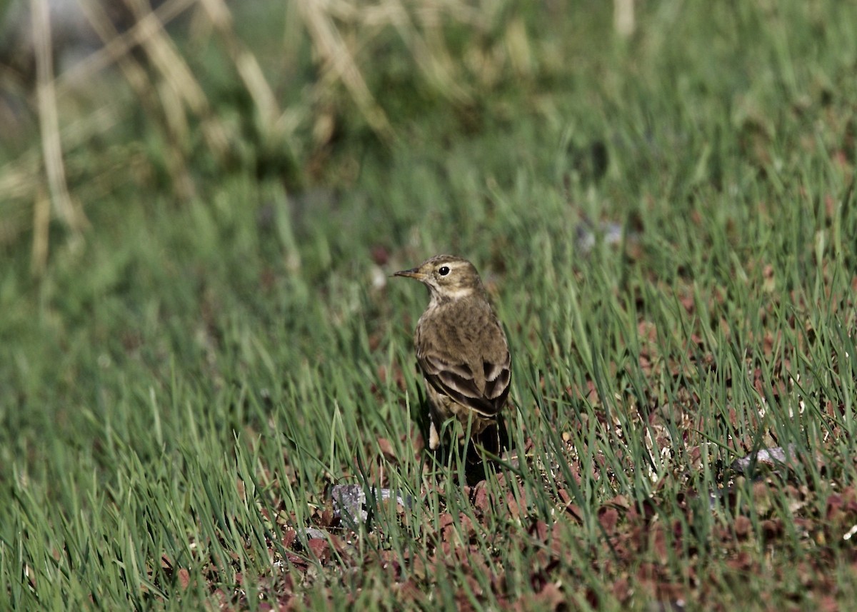 American Pipit - ML118612741