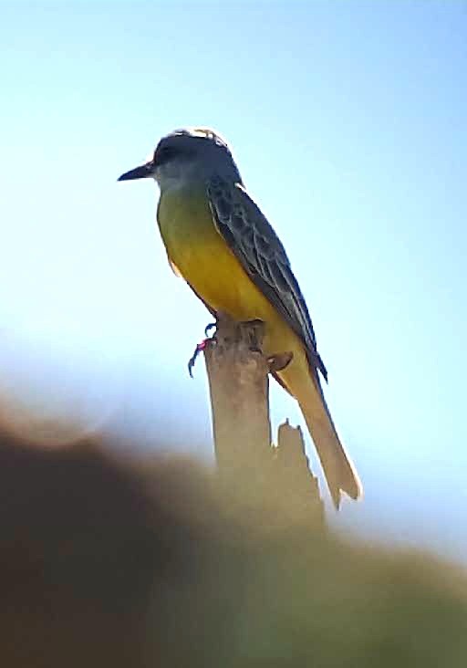 Tropical Kingbird - ML118612821