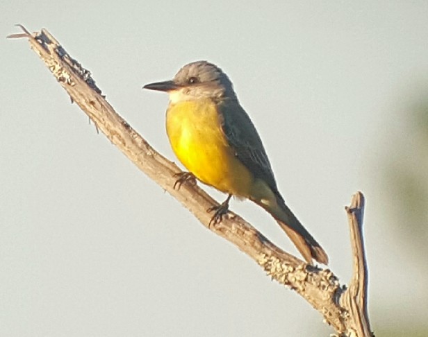 Tropical Kingbird - ML118612831