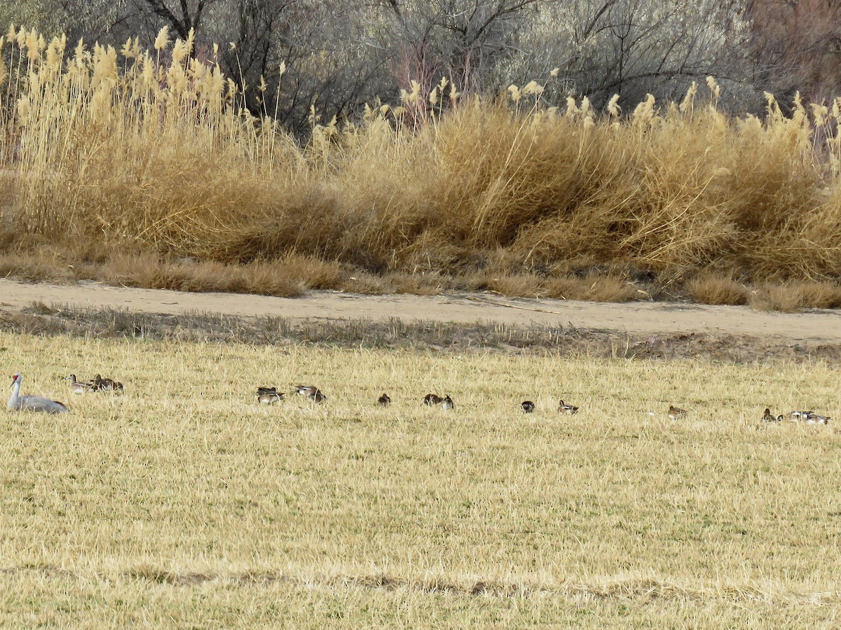 American Wigeon - ML118616281