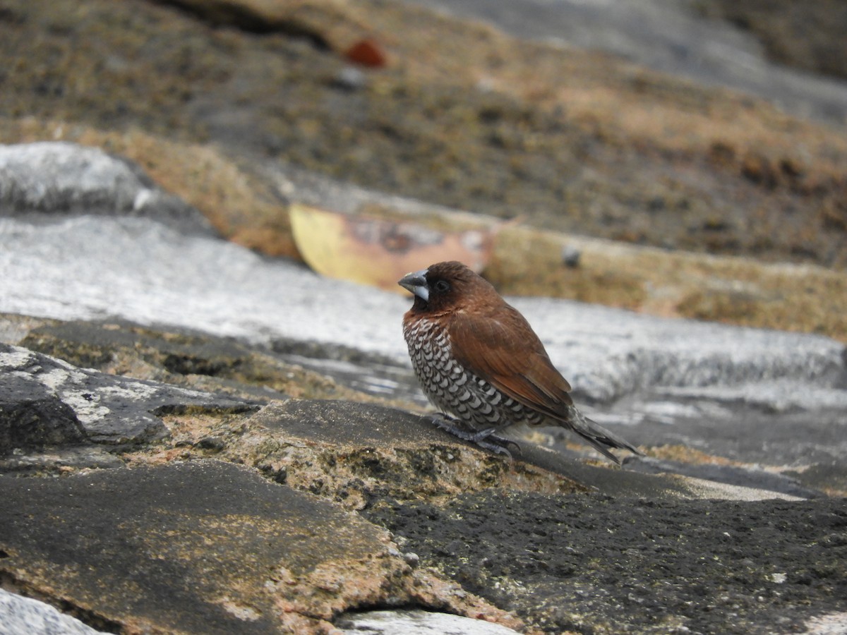 Scaly-breasted Munia - ML118617121