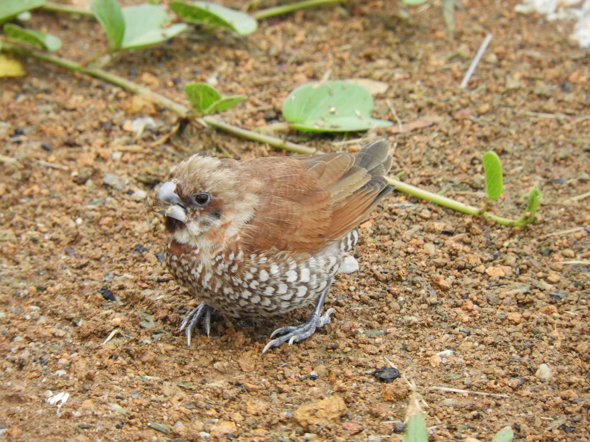 Scaly-breasted Munia - ML118617131