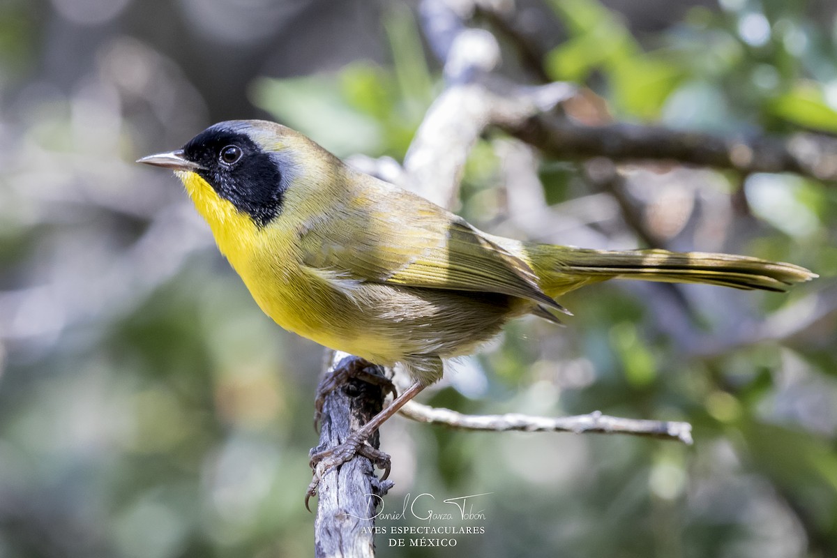 Hooded Yellowthroat - ML118619151