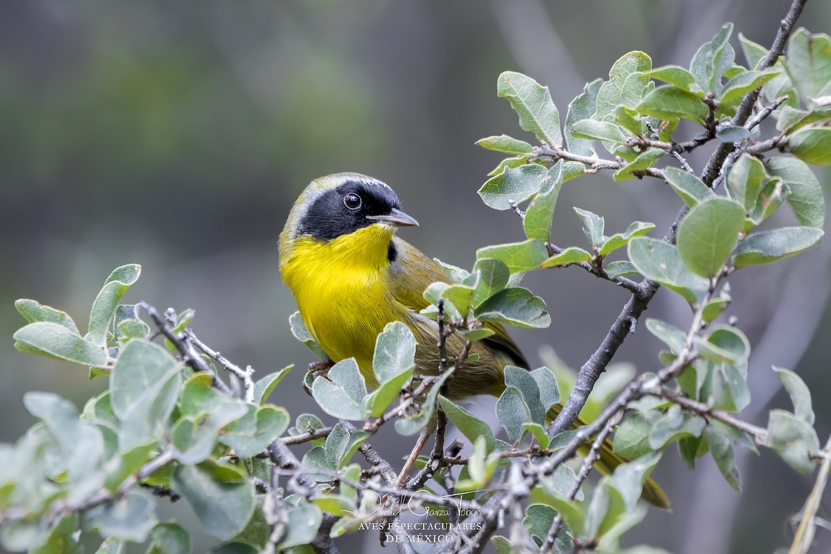 Hooded Yellowthroat - ML118619181