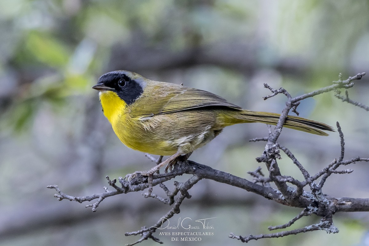 Hooded Yellowthroat - ML118619191