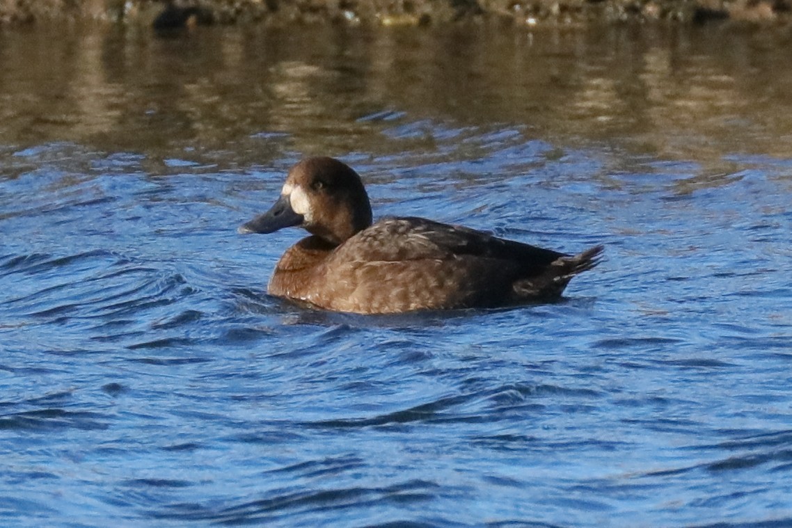 Greater Scaup - ML118620361