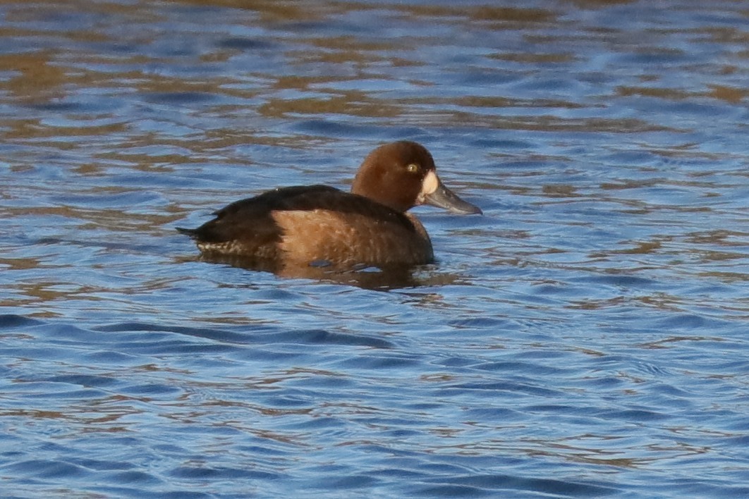 Greater Scaup - ML118620381