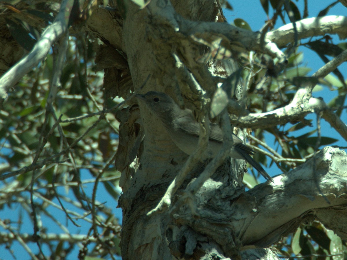 Gray Shrikethrush - ML118621911