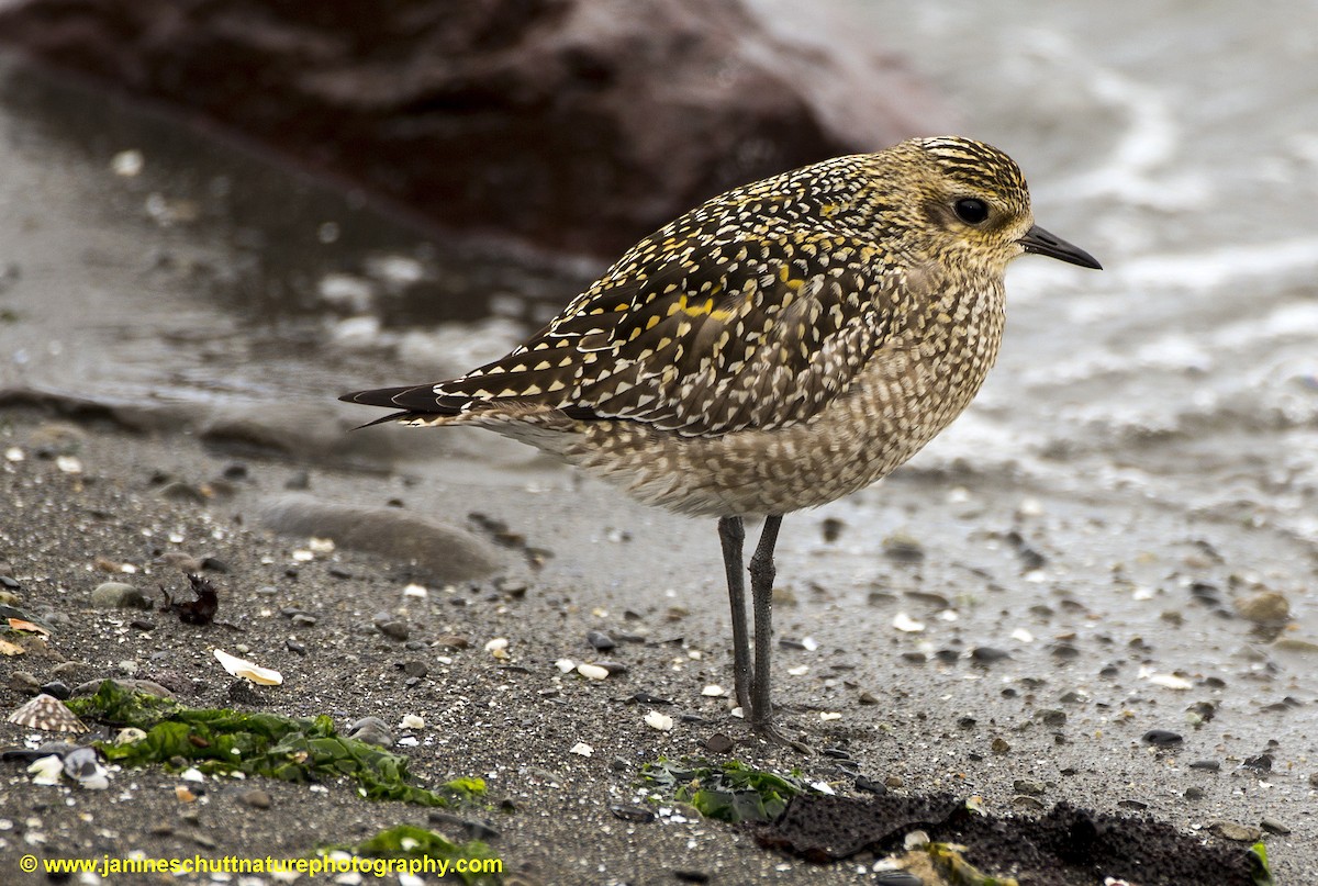 Pacific Golden-Plover - Janine Schutt