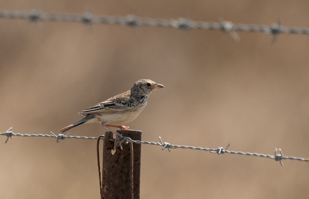 Singing Bushlark (Australasian) - ML118625151