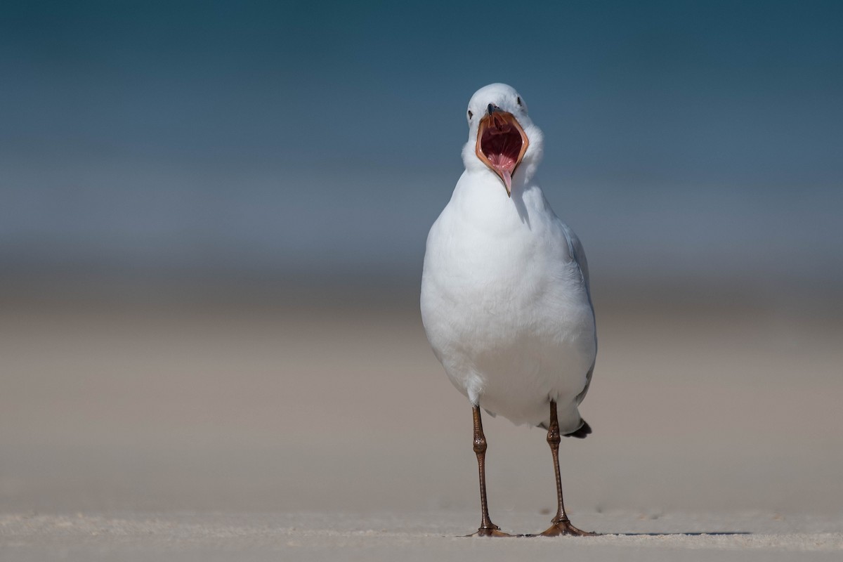 Mouette argentée (novaehollandiae/forsteri) - ML118625911