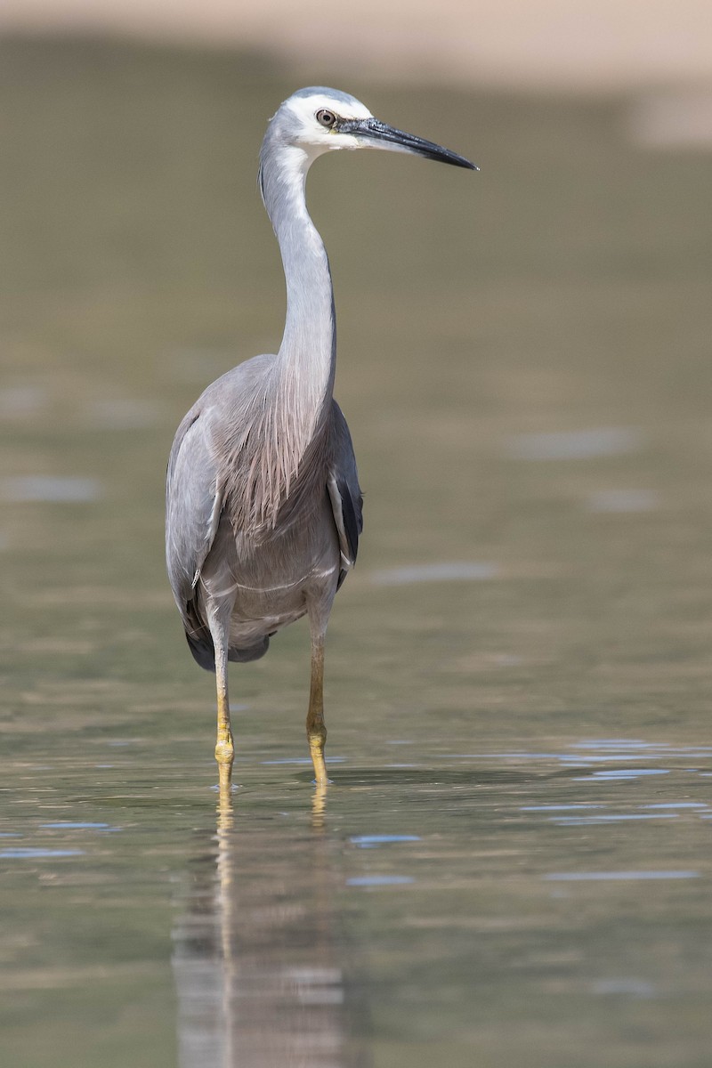 White-faced Heron - ML118626051