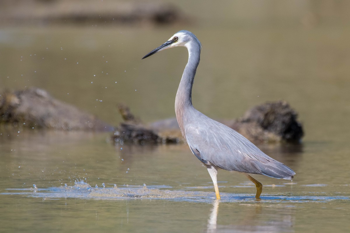 White-faced Heron - Terence Alexander