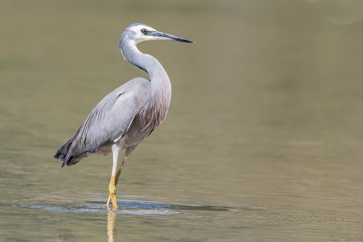 White-faced Heron - ML118626091