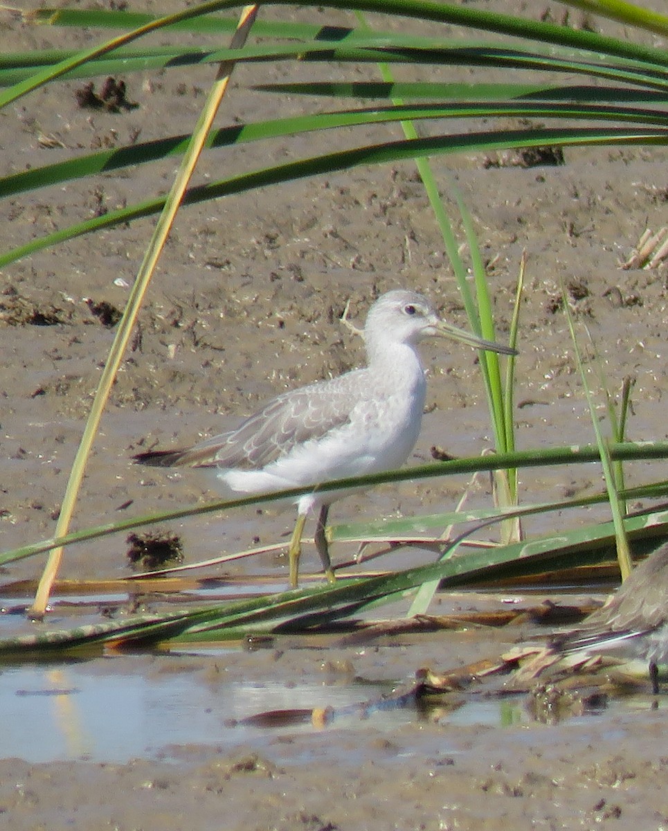 Nordmann's Greenshank - ML118626651