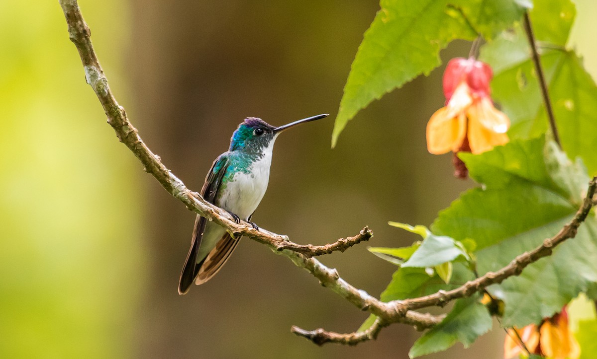 kolibřík andský - ML118627451