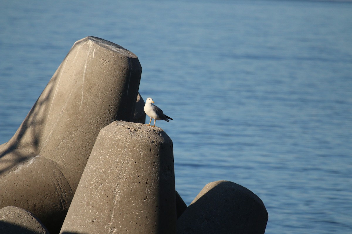 Yellow-legged Gull - ML118627721