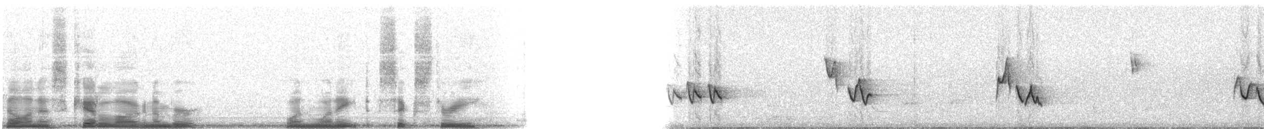 zelenáček červenooký - ML11863