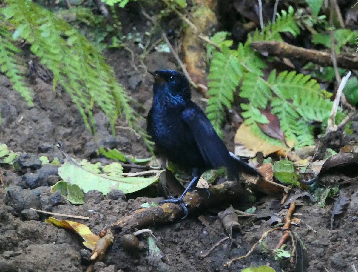 Taveuni Silktail - Jim Kirker