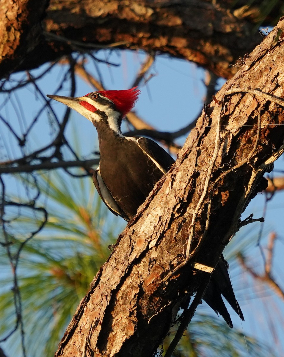 Pileated Woodpecker - ML118633501