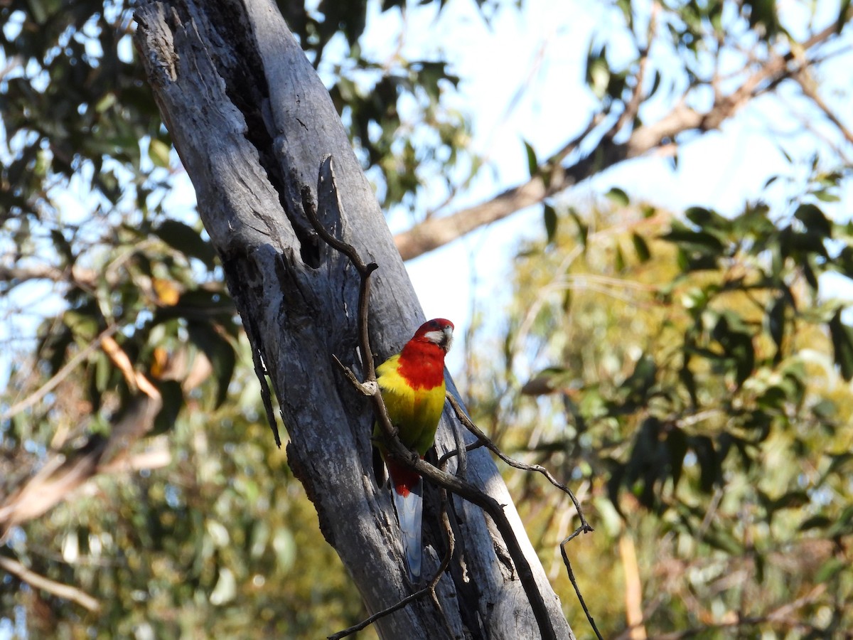 Eastern Rosella - Ken Crawley