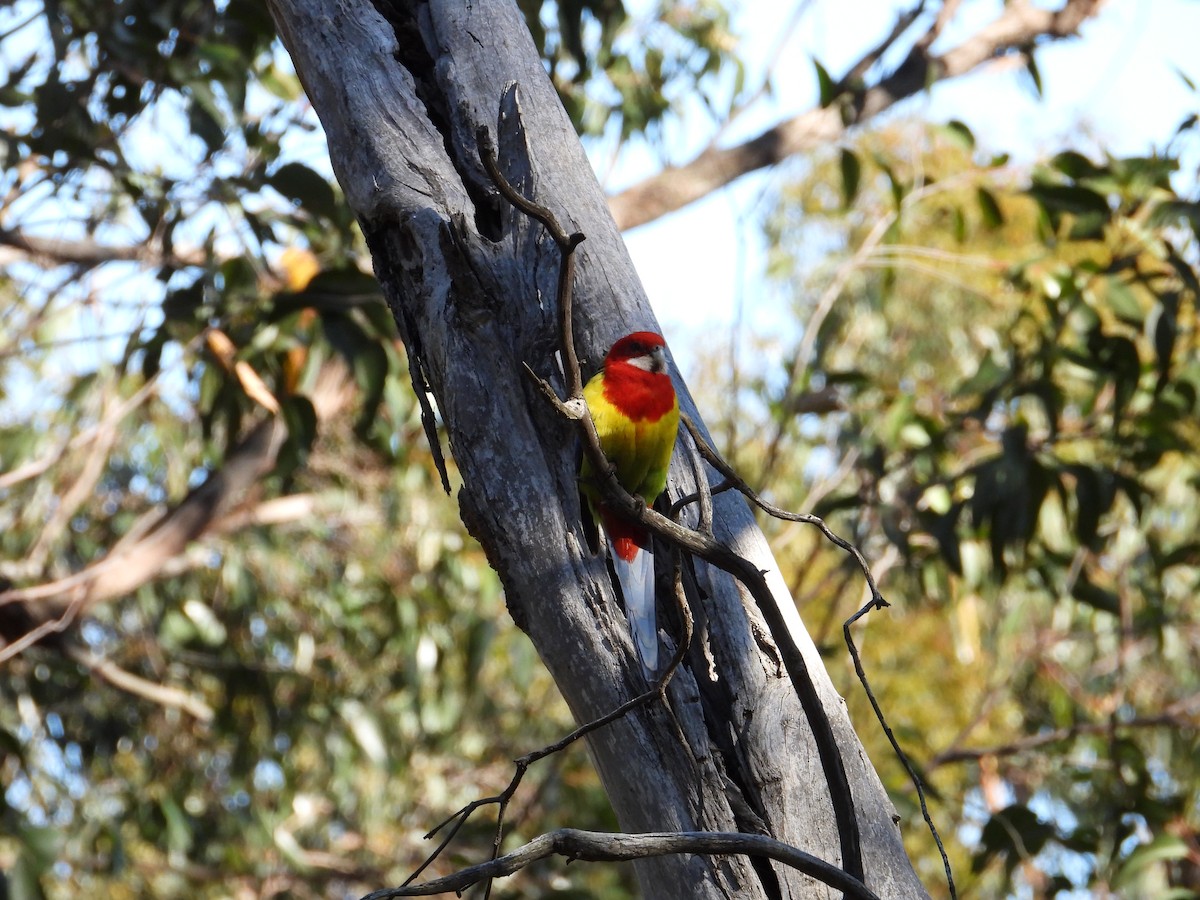 Eastern Rosella - Ken Crawley