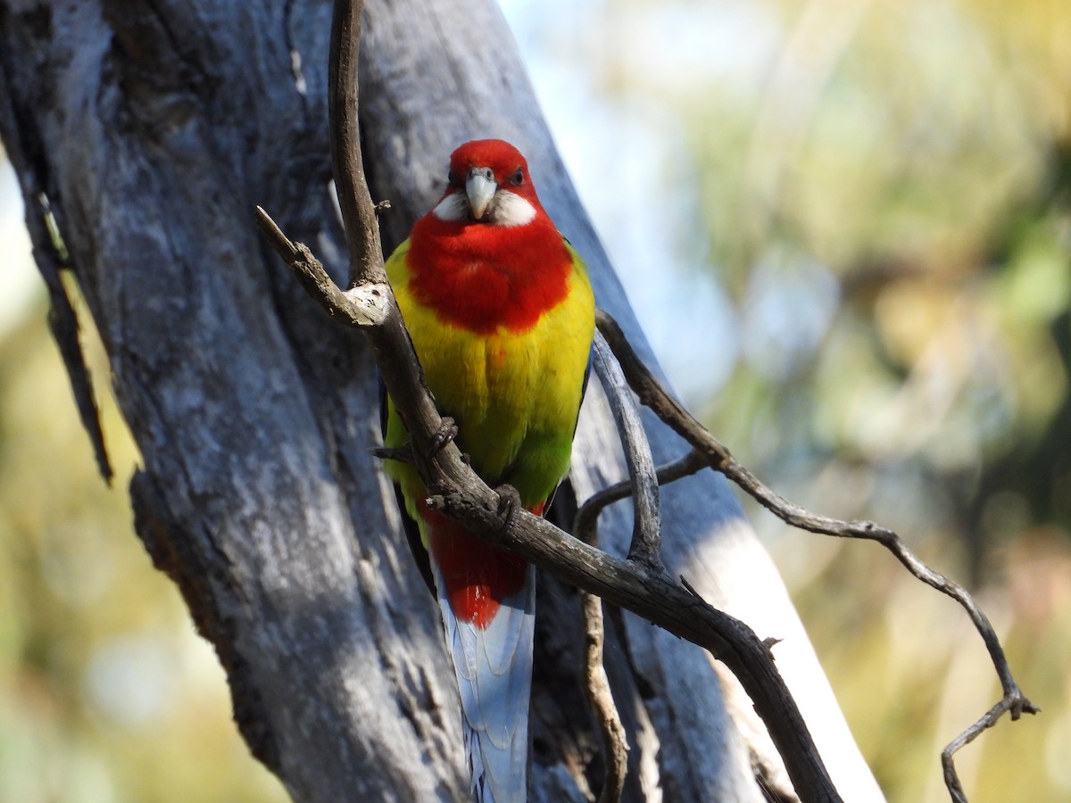 Eastern Rosella - Ken Crawley