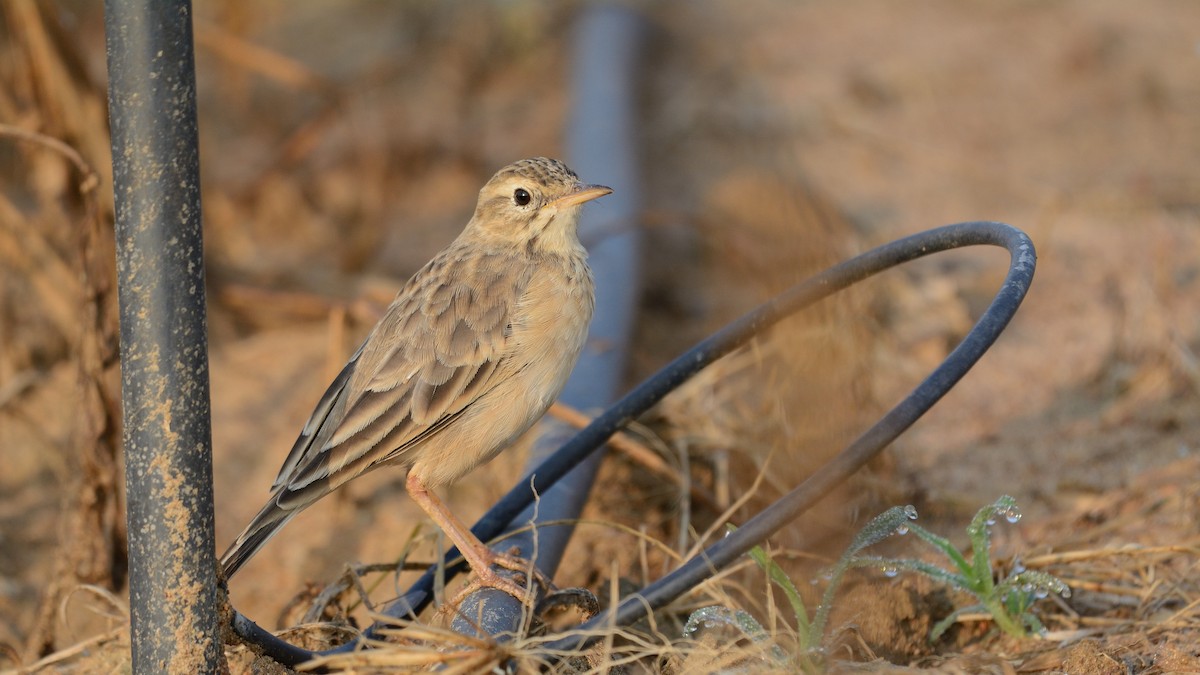 Paddyfield Pipit - Sanjay Malik