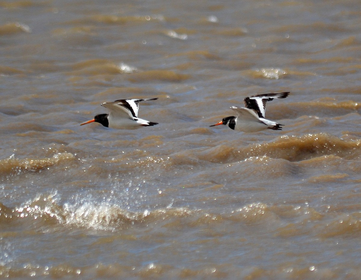 Eurasian Oystercatcher - ML118637651