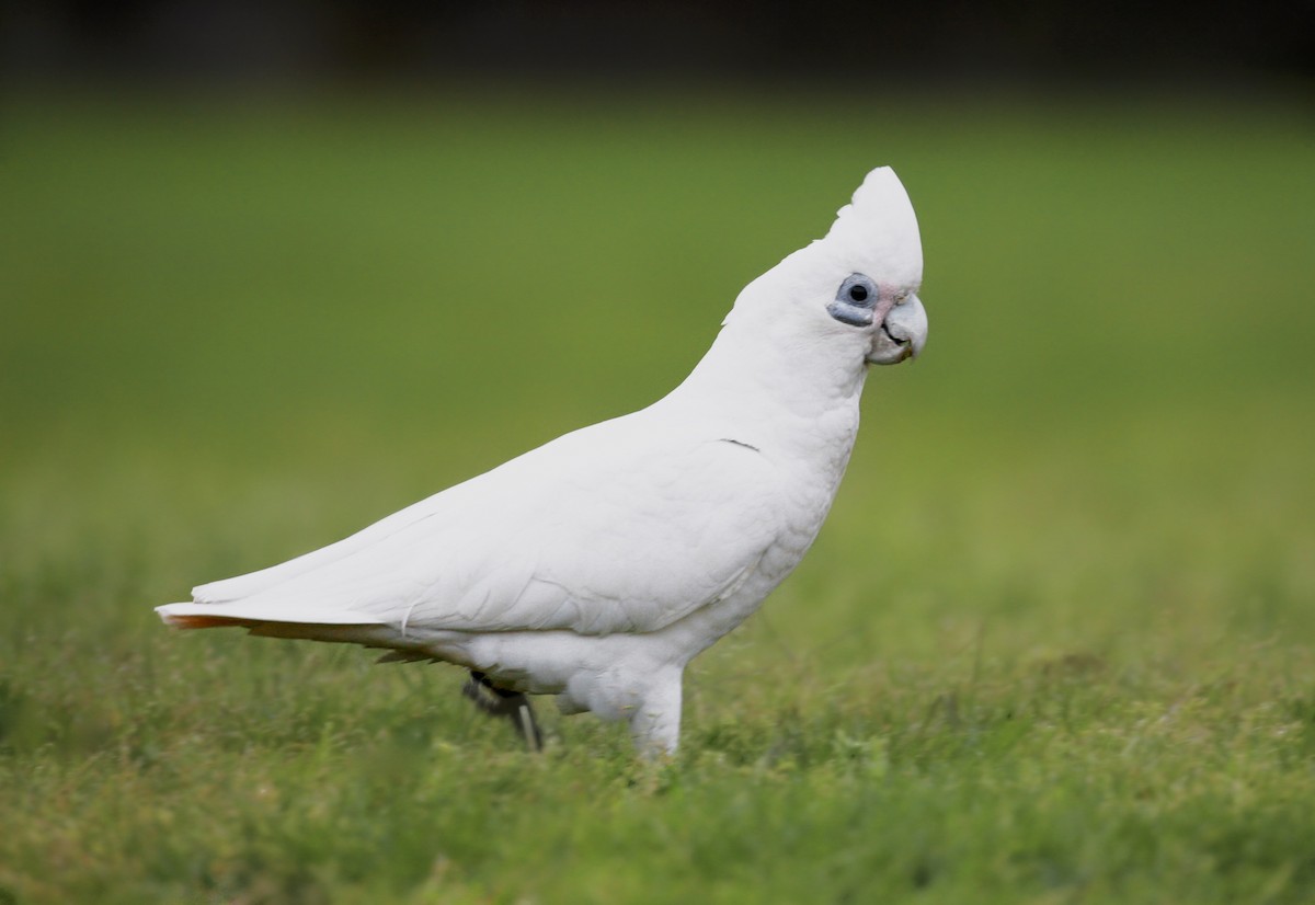 Cacatúa Sanguínea - ML118638331