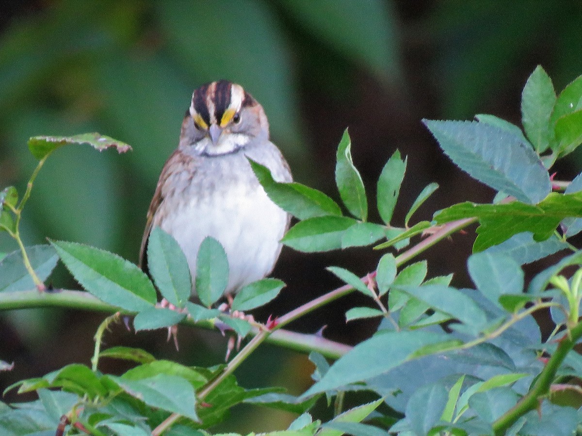White-throated Sparrow - ML118638621