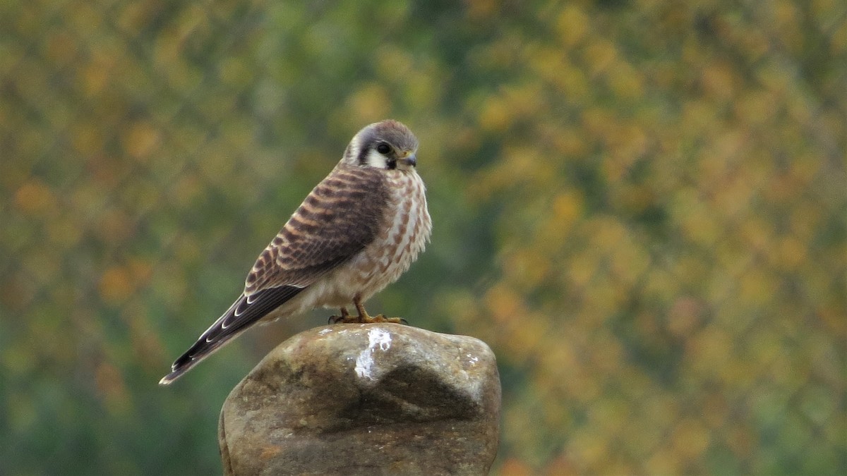 American Kestrel - ML118639381