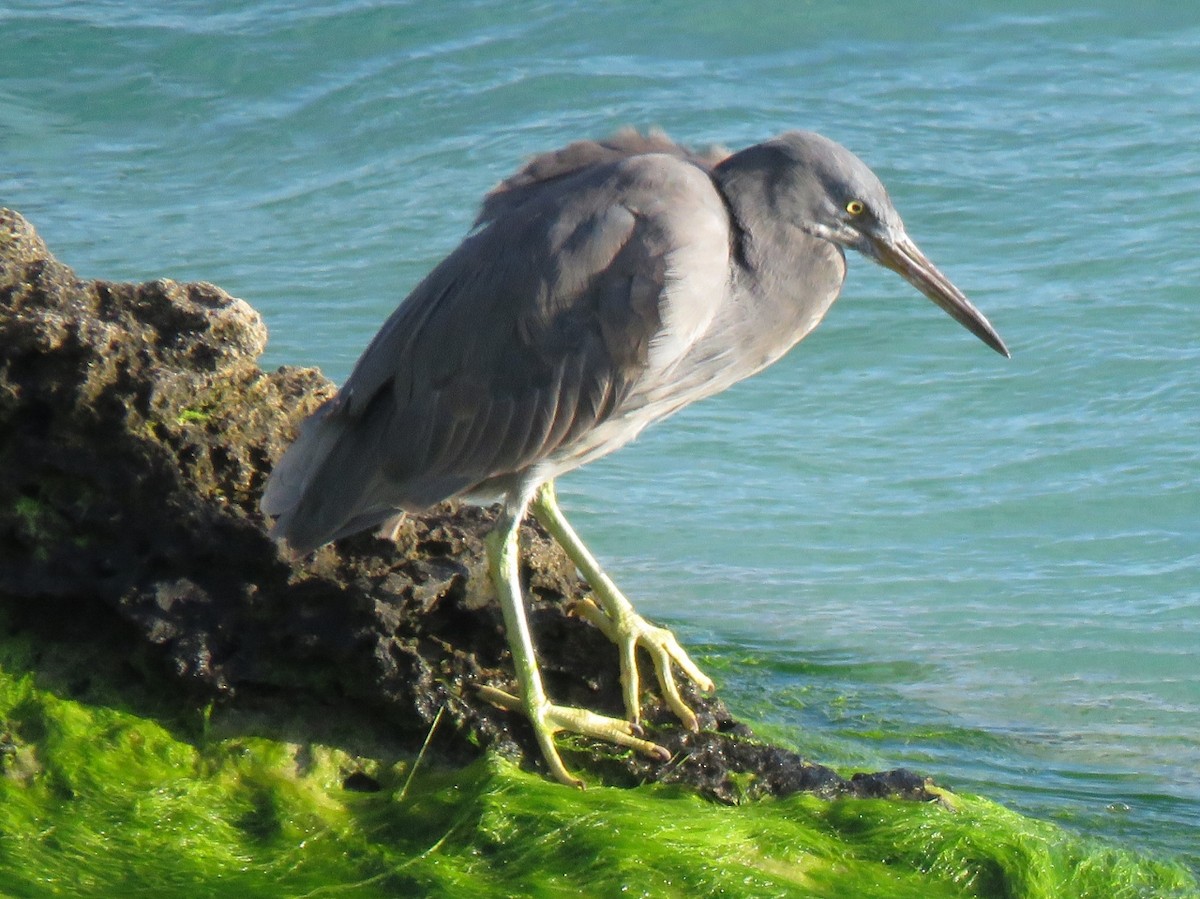 Pacific Reef-Heron - ML118639731