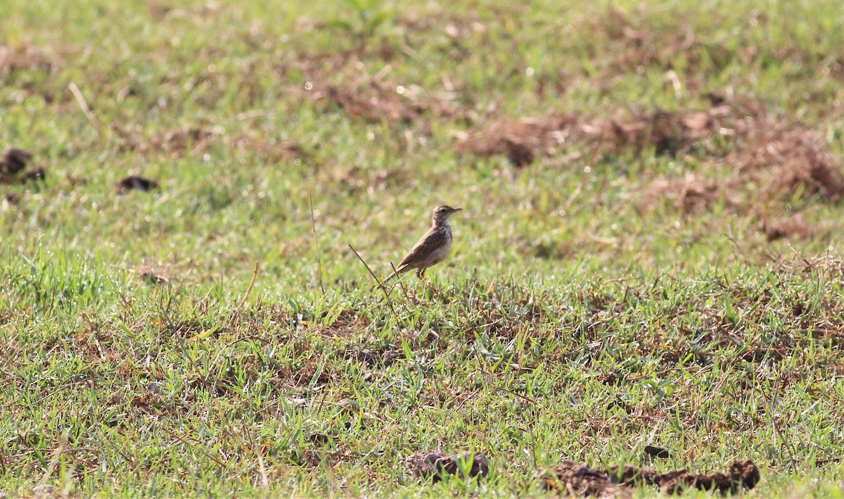 Paddyfield Pipit - Bruno Durand