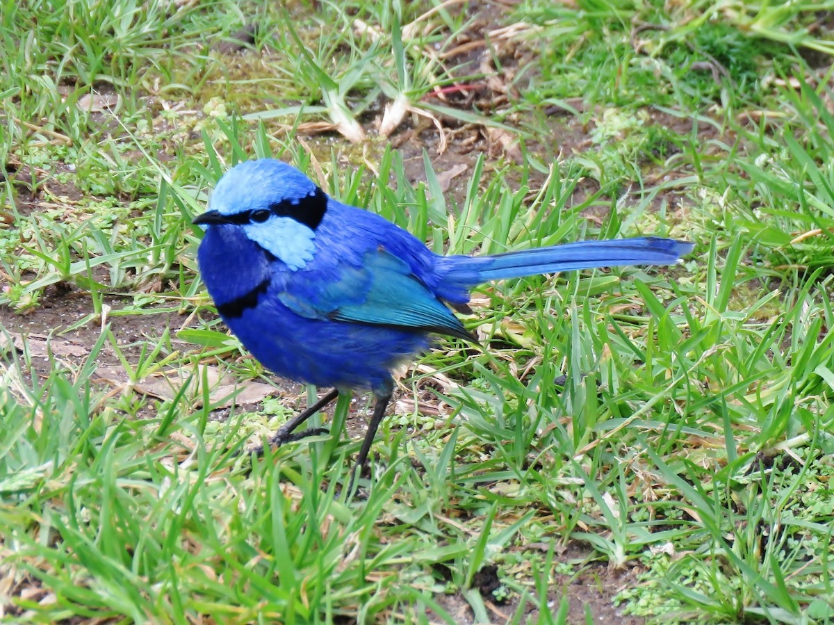 Splendid Fairywren - ML118640701