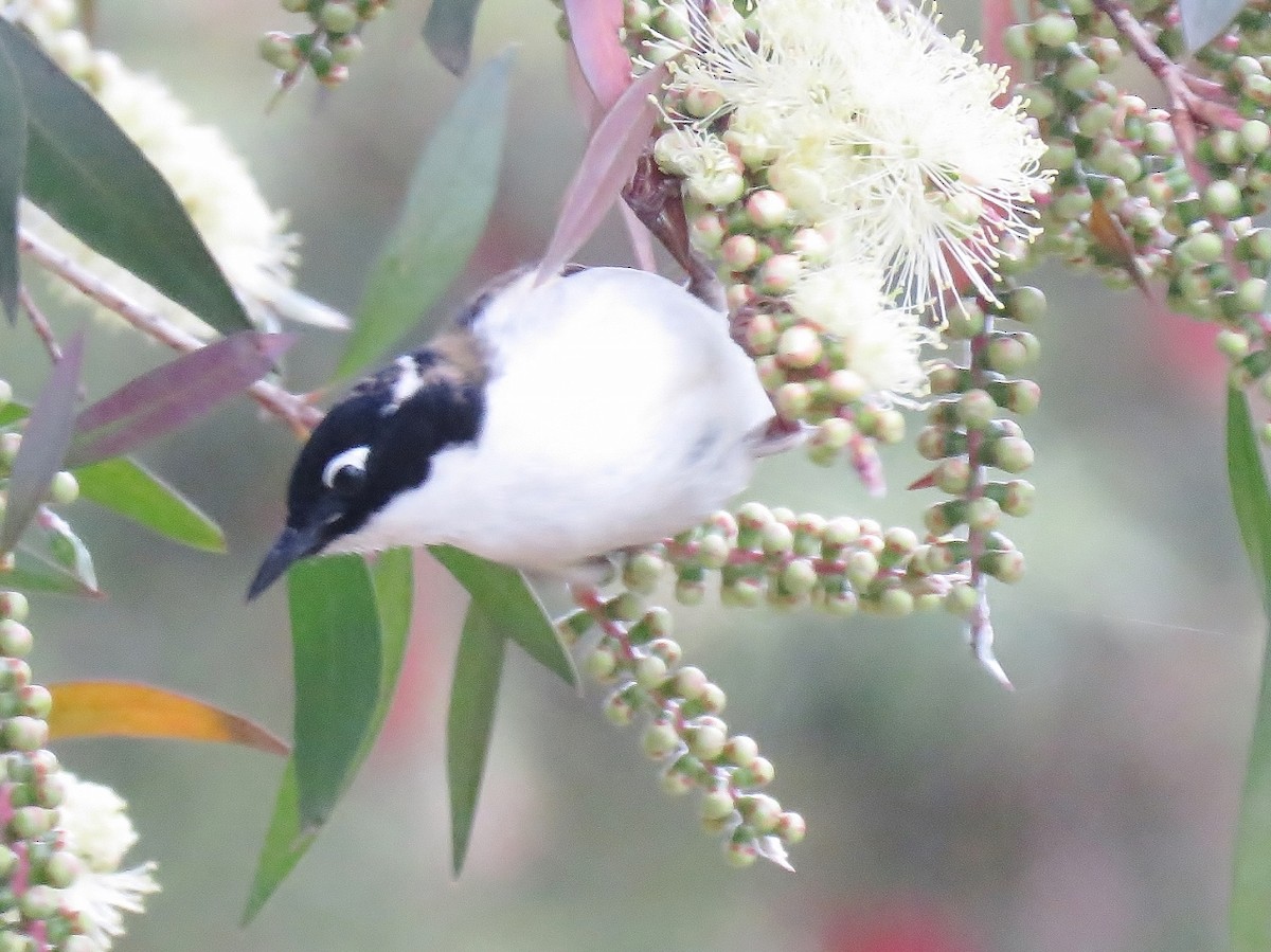 Gilbert's Honeyeater - ML118640721