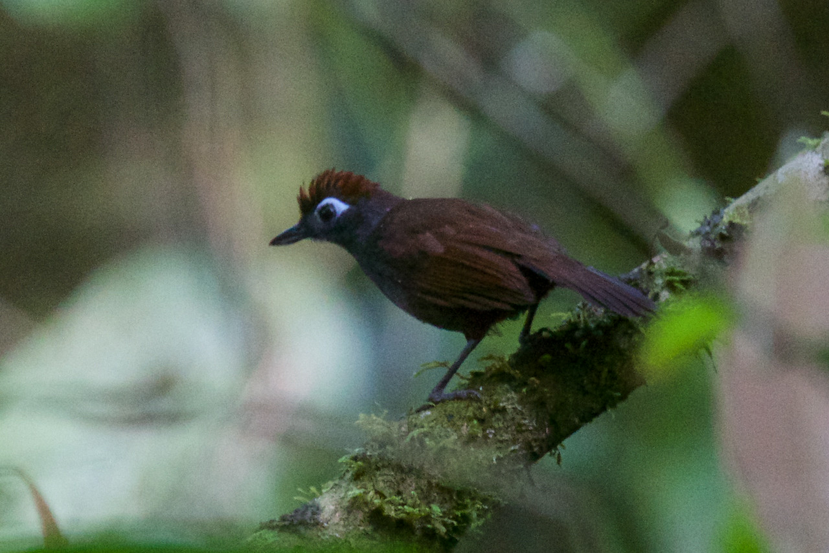 Sooty Antbird - Robert Tizard