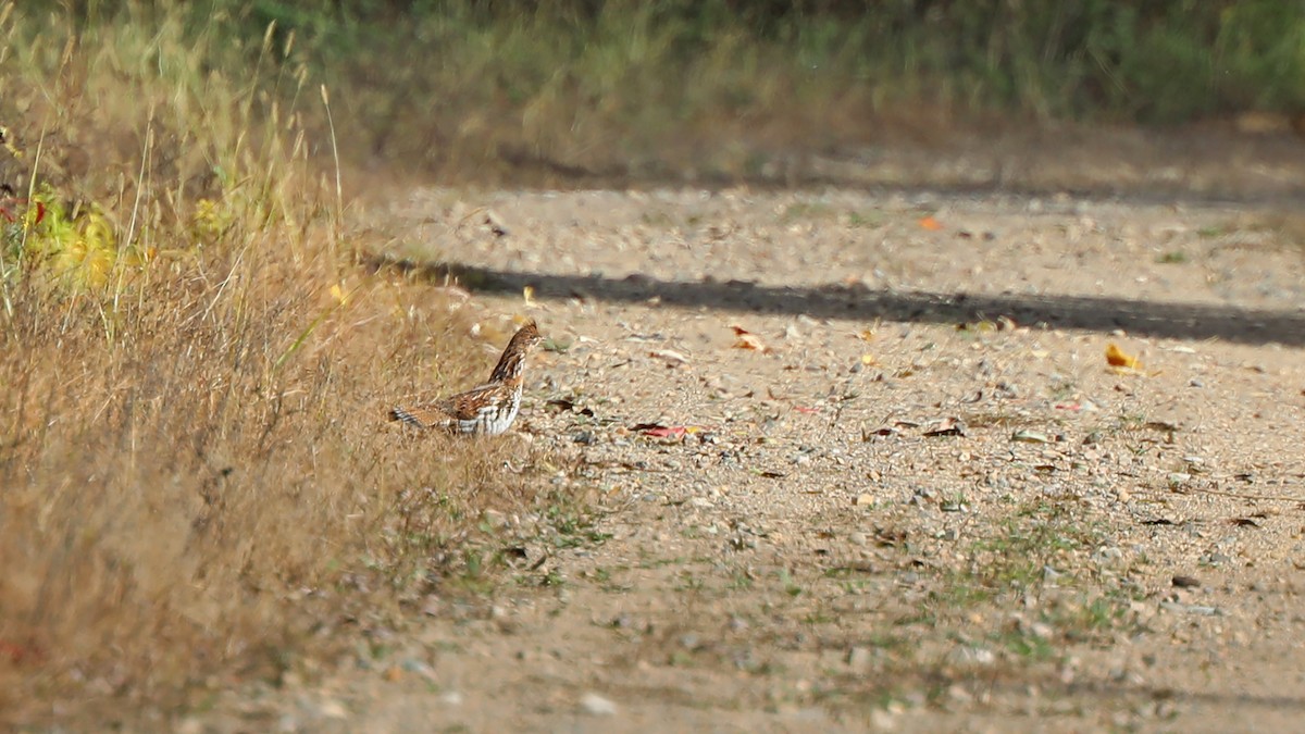 Ruffed Grouse - ML118641411