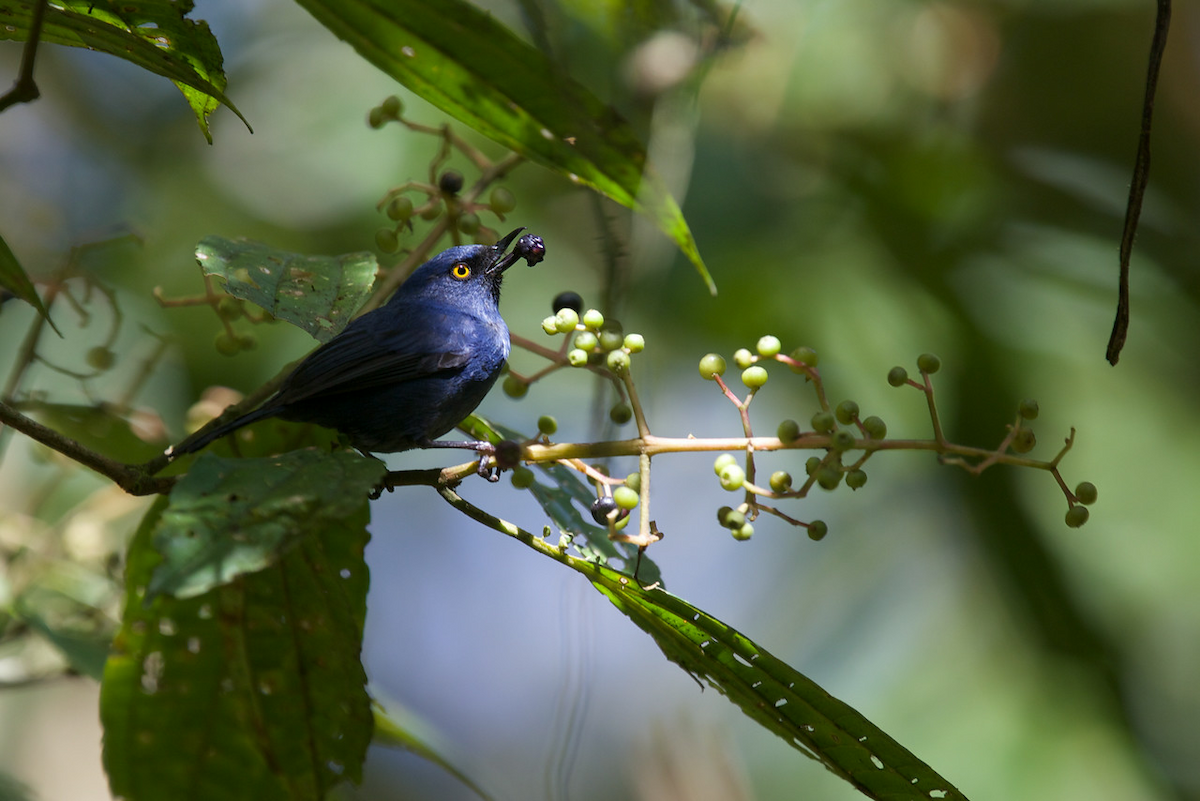 Deep-blue Flowerpiercer - Robert Tizard